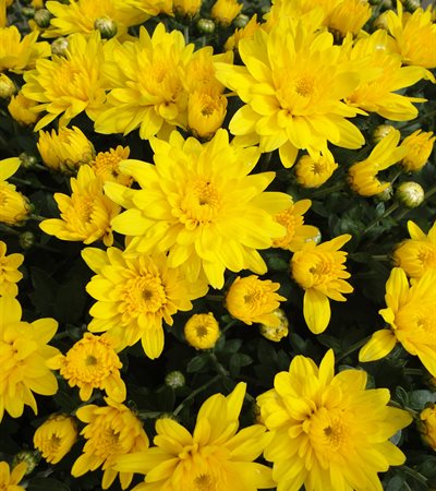 Belgian Mums® Conoco Yellow
